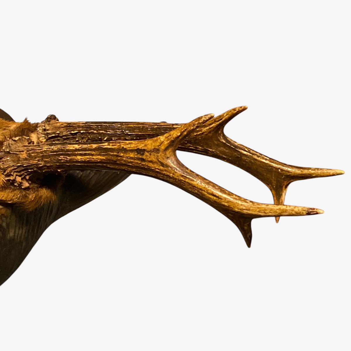 Wooden deer heads